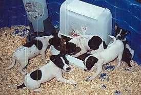 A litter of 5 Rat Terrier puppies are standing and laying in a blue kiddie pool around a large plastic food feeder and a water feeder.