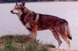 Left Profile - A wolf-looking, brown with tan and white Saarlooswolfhond that is standing on a grassy mound of dirt.