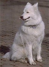 The front right side of a white Samoyed that is sitting on a brick surface and it is looking to the left.