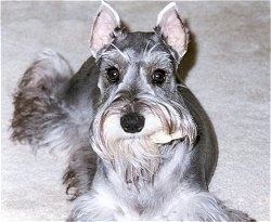 Close up view from the front - A grey with white Miniature Schnauzer is laying on a tan carpet looking forward.