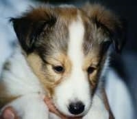Close up - A young brown with white and black Shetland Sheepdog puppy is being held in a persons hand and it is looking down.