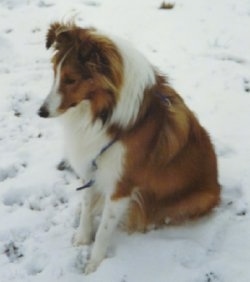 The left side of a brown and white Shetland Sheepdog that is sitting in snow, it is looking down and to the left. It looks like a Collie.