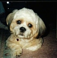 Close up - A shaved white with black Shih-Tzu is laying across a rug, it is looking forwward and its head is tilted to the right.