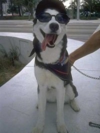Front view - A black and white Siberian Husky is sitting on a sidewalk, it is looking up, its mouth is open, its tongue is out, it is wearing a hat and sunglasses.