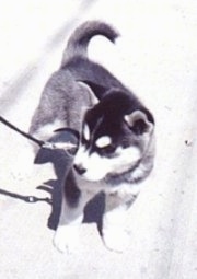 Topdown view of a small black, grey and white Siberian Husky that is standing on a concrete surface and it is looking to the left.