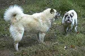 Spike the Bulldog is walking across a grass surface and he is looking forward. In front of him is a tan with white Shepherd Husky.