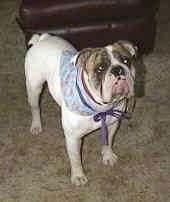 Close up - The front right side of Spike the Bulldog who is standing on a carpet, he is wearing a blue bandana, he is looking up and to the right.