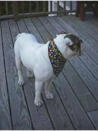 The front right side of a Spike the Bulldog that is wearing a colorful bandana, he is looking to the right and he is standing on a wooden porch.