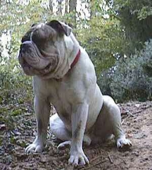 Spike the Bulldog is sitting on a dirt hill, his mouth is open and he is looking to the left.