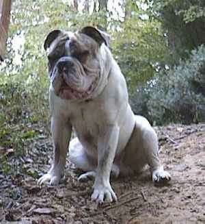 Front view - Spike the Bulldog is sitting on a mound of dirt, his mouth is open and he is looking to the left. There is a wooded area behind him. He has a very thick muscular body, a big head and large paws.