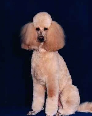 The front right side of a tan Standard Poodle dog that is sitting on a blue backdrop and it is looking forward. It has very thick long hair on its ears.