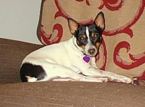 The back right side of a white with black and tan Toy Fox Terrier that is laying on an ottoman and it is looking forward.