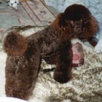 The back right side of a brown Toy Poodle that is standing on a rug and it is looking forward. It has fluffy pom pom hair on its tail.