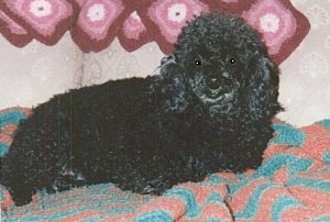 The right side of a black Toy Poodle that is laying across a blanket and it is looking forward.