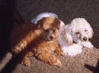 Top down view of Two Toy Poodles that are laying across a carpeted surface and they are looking to the right. One dog is reddish tan and the other dog is white.