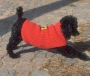 The right side of a black Toy Poodle that is standing across a brick surface and it is wearing a red shirt.