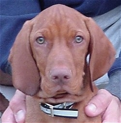 Close up head shot - A tan Vizsla puppy is sitting in front of a person who has its hands on the side of the puppy. The dog has light green eyes and a brown nose wiht extra skin hanging down around its collar.