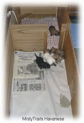 Five little puppies exploring a wooden whelping box.