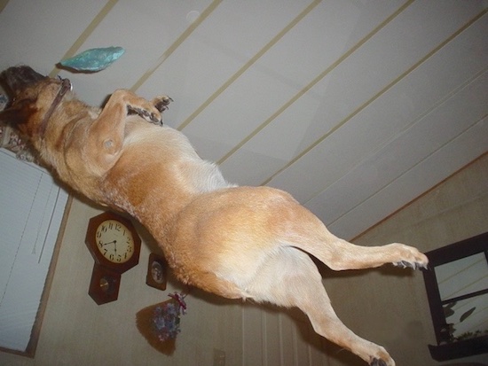 Rydr the Australian Heeler is up-side-down in the middle of a black flip way up in the air. There is a toy in mid air nect to him.