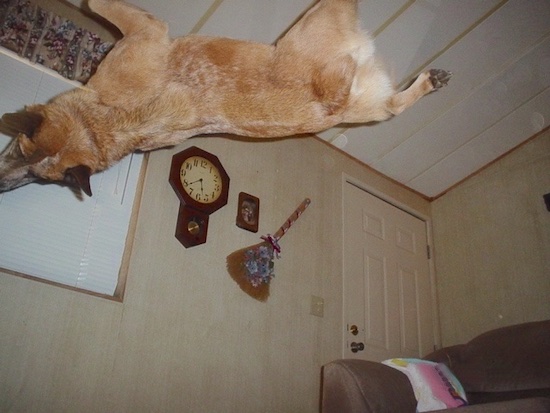 Rydr the Australian Heeler is about 210 degrees off of the ground during a back flip