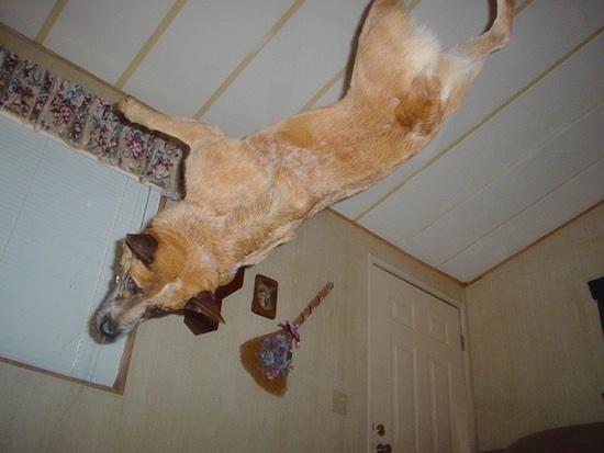 Rydr the Australian Heeler is about 270 degrees off of the ground during a back flip
