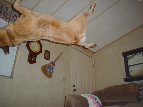 Rydr the Australian Heeler is in mid air doing a second backflip in a living room