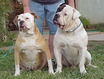 American Bulldog Full Grown