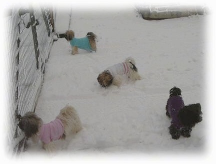 Four dogs in jackets are walking around in snow. There is a gate to the left of them.