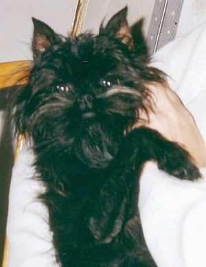 The right side of a black Affenpinscher that is being held by a person
