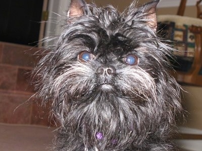 Close up - A black Affenpinscher is looking forward and it is sitting on a carpet.