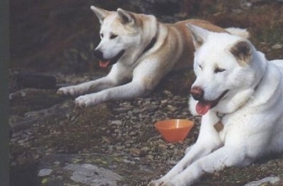 akita inu albino