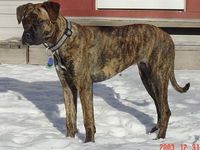 The left side of a brindle with white Alano Español that is standing on snow