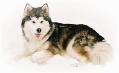 Alaskan Malamute Height And Weight Chart