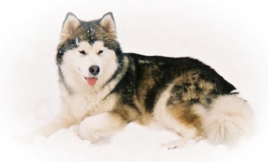 The left side of a black with white Alaskan Malamute that laying down in the snow and it is looking forward. Its mouth is open and its tongue is sticking out.