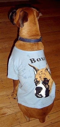 Allie the Boxer wearing a light blue shirt with the face of a Boxer on the back. Allie is sitting on a hardwood floor