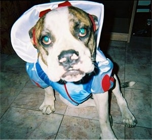 Keena the American Bulldog is sitting on a tiled floor and dressed as Snow White
