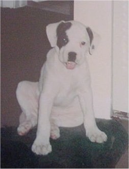A white with black American Bulldog puppy is sitting in front of a doorway.