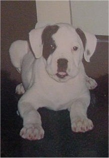 A white with black American Bulldog puppy is laying on a rug and it is looking forward.