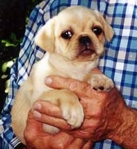 Close up - A tan American Bullnese Puppy is being held by a man and it is looking forward.