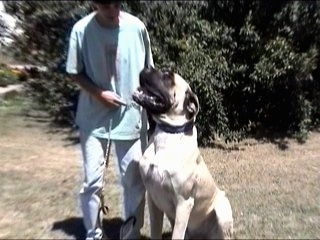 The left side of a tan American Mastiff that is sitting next to a human and it is looking up at them