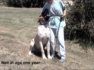 The front right side of a tan American Mastiff that is sitting next to a person. The person has its hands around the side of the Mastiff.