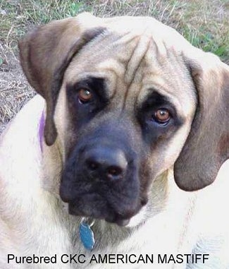 Close Up - A tan American Mastiff puppy is sitting outside in grass and it is looking up.