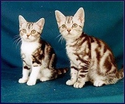 Two American Shorthair tabby kittens are sitting on a blue backdrop and looking at the camera holder