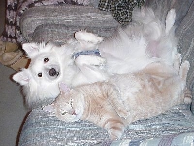 The left side of a white American Eskimo dog that is laying upside down on a couch next to a cat laying on its back
