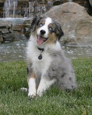 The left side of a merle Australian Shepherd puppy that is sitting on grass There is a body of water and rocks behind it. Its mouth is open and its head is slightly tilted to the right.