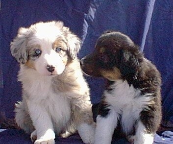 Two Australian Shepherd puppies are sitting together on a blanket. The right most puppy is lickign the face of the other one.