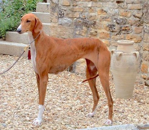 The left side of a red with white Azawakh Hound that is standing across gravel, in front of a staircase.