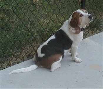 Max the Beagle sitting on the sidewalk in front of a chain link fence