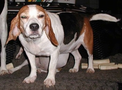 Millie the Beagle with squinty eyes standing on carpet in front of another dog