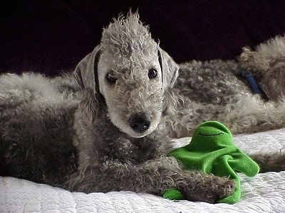 Bedlington Terrier dog breed